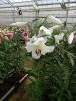 [4174 Agostini VH No01.JPG]